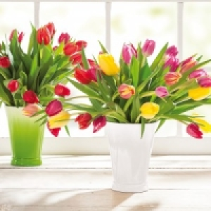 Tulpenstrau&szlig; 1.99&nbsp;&euro;