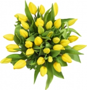 Tulpenstrauß XXL 6.99 €