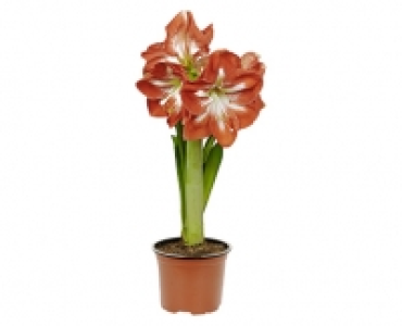 GARDENLINE® Amaryllis 2.39 €
