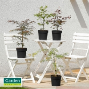 Japanischer Ahorn 6.99 €