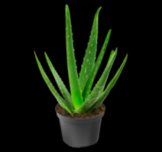 Aloe vera 2.69 €