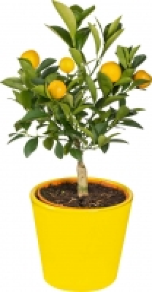 Zitruspflanzen in Keramik 9.99 €