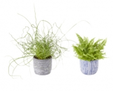 GARDENLINE® Pflanze in Trendkeramik