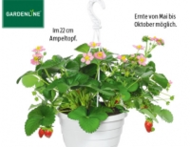 Gardenline Erdbeer-Ampelpflanze
