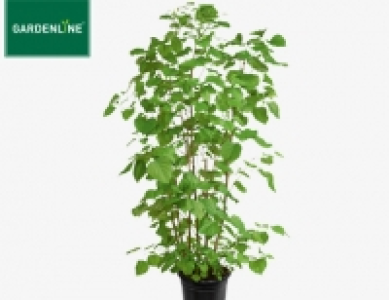 Gardenline Gartenflieder