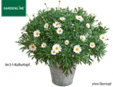 Margeriten-Busch 3.99 €