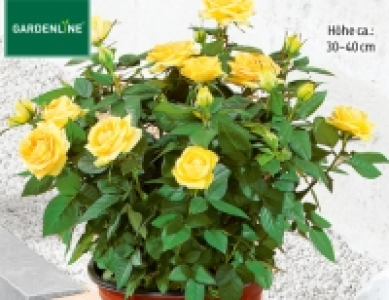 Rose, exklusiv