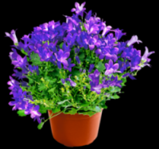 Glockenblume 2.99 €