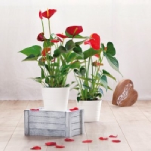 Flamingoblume Anthurie 4.99 €