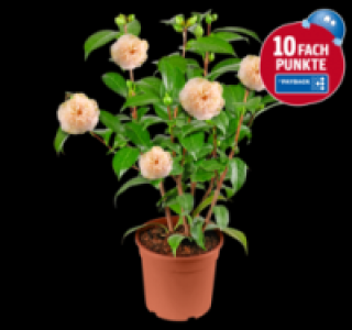 Kamelie 9.99 €
