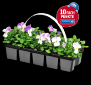 Hornveilchen 1.99 €