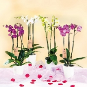 Orchidee Phalaenopsis 8.99 €