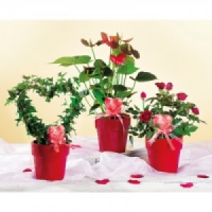 Valentinspflanzen 5.99 €