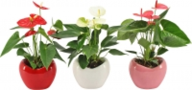 Flamingoblume in Herzkeramik 6.99 €
