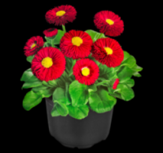 Gänseblümchen 0.69 €