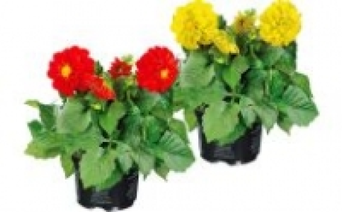 Dahlien 1.99&nbsp;&euro;