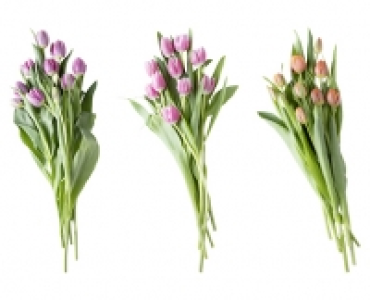 Tulpen
