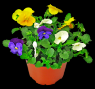 Hornveilchen 1.29 €
