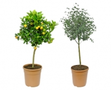 GARDENLINE® Mediterranes Stämmchen 16.99 €