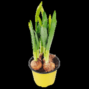 Narzisse 0.89&nbsp;&euro;