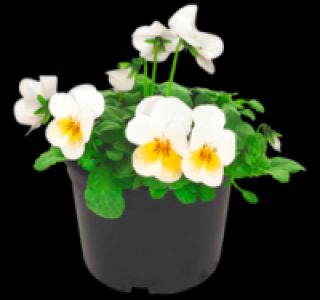 Hornveilchen 0.49 €