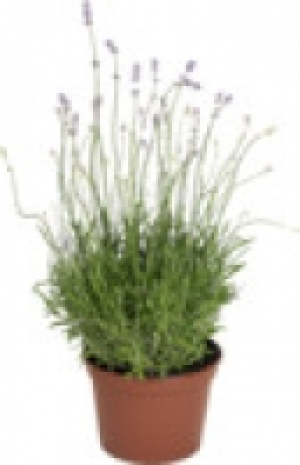Lavendel angustifolia 1.99 €