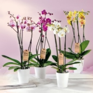 Orchidee Phalaenopsis 8.99 €