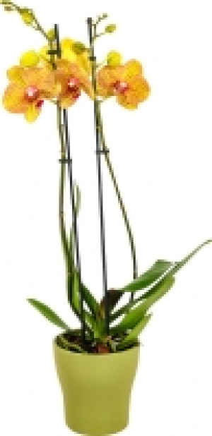 Exotische Zimmerpflanzen in Keramik 8.99 €