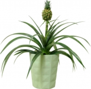 Exotische Zimmerpflanzen in Keramik 9.99 €