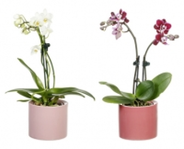 GARDENLINE® Mini-Orchidee im Topf 3.99 €