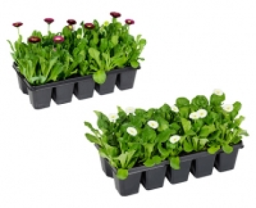 Aldi Süd  GARDENLINE® Beetpflanzen Fruhlingsmix, 10er-Tray