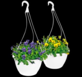 Hornveilchen 4.49 €