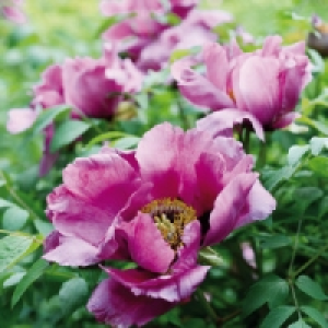 Edle Baumpfingstrose 5.99 €