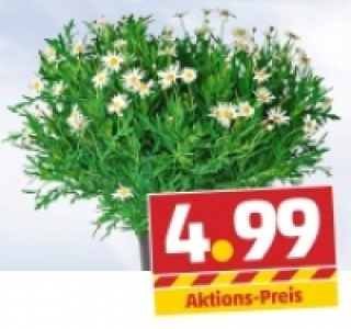 Margeritenbusch 4.99 €