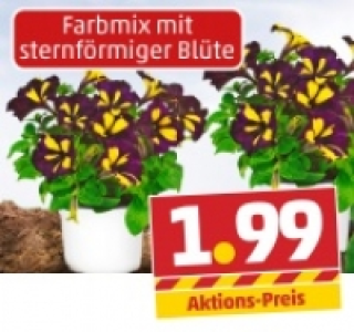 Petunien in der Sondersorte Sternbl&uuml;te