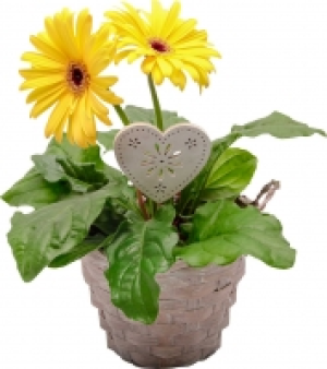 Gerbera im Korb 5.99 €