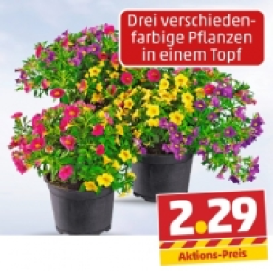 Petunie 2.29 €