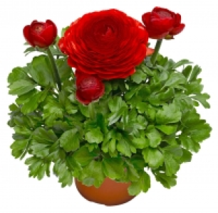 Ranunkel 1.79 €