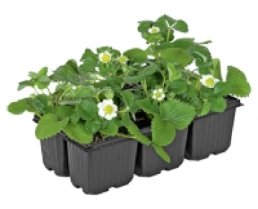GARDENLINE® Erdbeerpflanzen 2.99 €