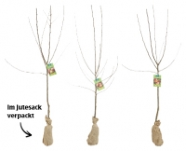 GARDENLINE® Obstbaum 4.99 €