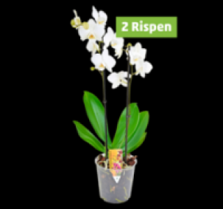 Penny  Wunderschöne Orchideen