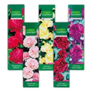 Stockrose / Pfingstrose 2.99 €