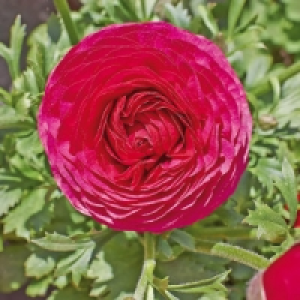 Ranunkeln 3.99 €