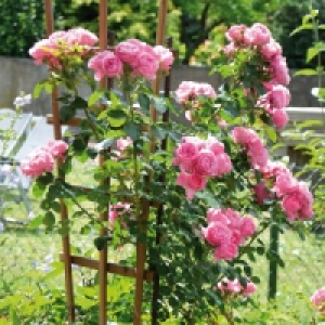 Gartenrosen 2.59 €