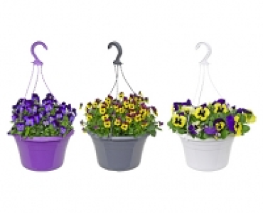 GARDENLINE® Viola-Ampelpflanze