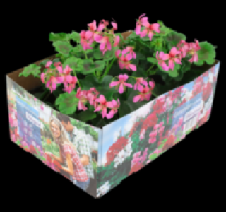 Geranien 3.99 €