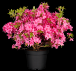 Penny  Zwergrhododendron