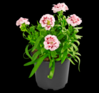 Gartennelke 1.99 €
