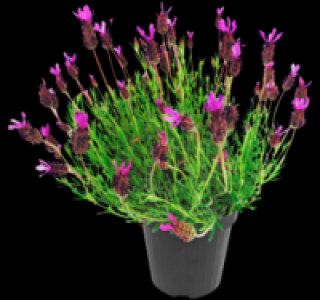 Schmetterlingslavendel 2.99 €