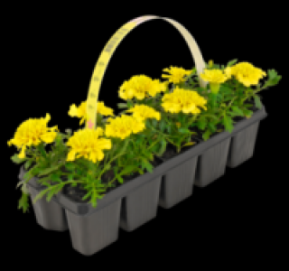 Verschiedene Beetpflanzen 1.79 €